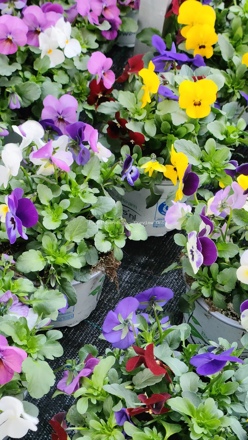 Flowers